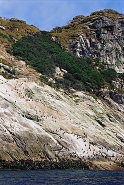 NOTE: High path to top of island used by Snares crested penguins (Eudyptes atratus), Snares Islands, New Zealand, Pacific Ocean.