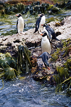 Snares crested penguins (Eudyptes robustus), Penguin with Kelp (Durvilla antarctica) Snares Island, New Zealand, Pacific Ocean.