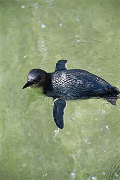 Little blue penguin (Eudyptula minor) in rock pool, Tutukaka, Northland, North Island, New Zealand.