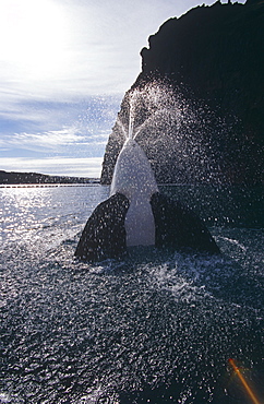 Keiko star of 'Free Willy' movie. Orca/killer whale (Orcinus orca). Vestmannaeyjar, Westman Islands), Iceland.