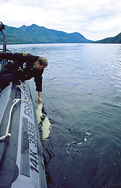 orca/ killer whale (Orcinus orca) 'Luna' (L98),  5-year old lone male interacting with Ed Thornburn in Nootka Sound, West Vancouver Island, Canada, North Pacific.