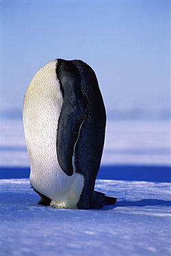 Emperor penguin (Aptenodytes forsteri) head bent over, Ross Sea, Antarctica, Southern Ocean.