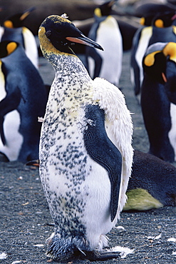 King penguin (Aptenodytes patagonicus) 'Dalmatian spotted', South Georgia, Antarctica, Southern Ocean. 