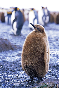 King penguin (Aptenodytes patagonicus) chick, South Georgia, Antarctica, Southern Ocean. 