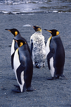 King penguin (Aptenodytes patagonicus) 'Dalmatian spotted', South Georgia, Antarctica, Southern Ocean. 