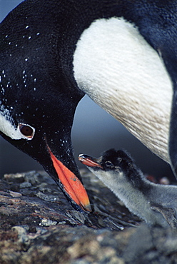 Gentoo penguin (Pygoscelis papua) feeding chick,Cuverville Island, Antarctica, Southern Ocean.