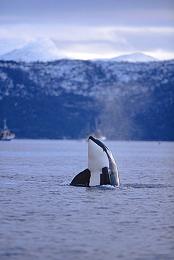 Killer whale (Orcinus orca) spy hopping Tysfjord, Norway