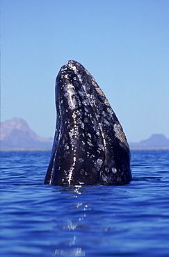 Grey whale (Eschrichtius robustus) spy hopping Baja California, Mexico