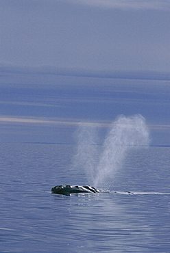 Northern right whale (Balaena glacialis glacialis) Cape Cod, Atlantic