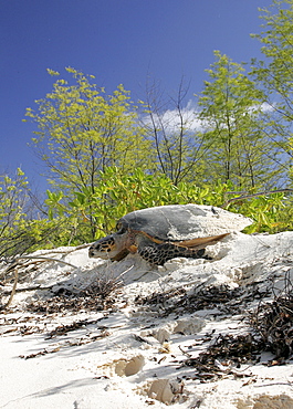 Hawksbill turtle (Eretmochelys imbricata) - adult female returning to sea after laying eggs in the sand. Bird Island, Seychelles, Indian Ocean.    (RR)  