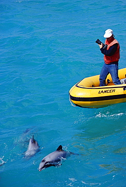 New Zealand Whale and Dolphin Trust working with Hector's dolphins (Cephalorhynchus hectori)