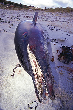 Striped dolphin (Stenella coeruleoalba) washed up dead on a beach. Rows of up to 200 sharp teeth clearly visible. Scilly Isles, UK