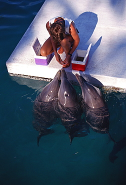 Bottlenose dolphins (Tursiops truncatus) and trainer. Enclosure near sea. Bahamas.