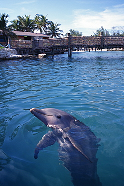 Bottlenose dolphins (Tursiops truncatus) in captivity. Thinner coastal race. Bahamas.