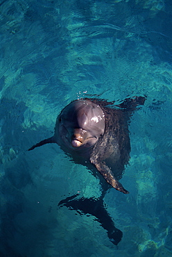 Bottlenose dolphin (Tursiops truncatus) in captivity. Watching passing humans. Blue Lagoon, Bahamas.