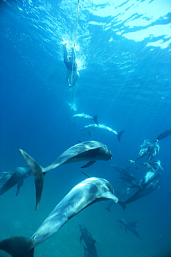 Atlantic spotted dolphins (Stenella frontalis) and snorkellers towing on a rope behind boat. Bimini, Bahamas.