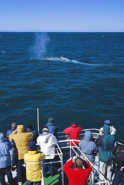 Blue whale surfacing in front of tourists on a SeaTours trip. Olafsvik, Iceland.