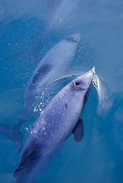 Hector's dolphin (Cephalorhynchus hectori) surfacing Akaroa, New Zealand.