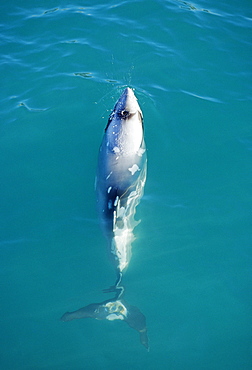 Hector's dolphin (Cephalorhynchus hectori) with markings. Akaroa, New Zealand.