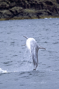 Risso's dolphin (Grampus griseus) showing typical percussive behaviour: repeatedly leaping out of the water to land with a loud splash. Hebrides, Scotland. 