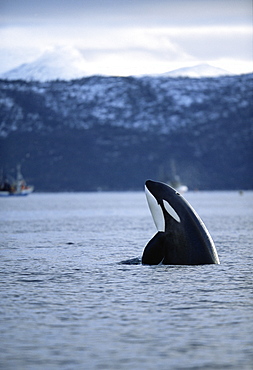 Killer whale (Orcinus orca) Spy-hopping with snow-capped mountains behind. Mid-winter, Tysfjord, Norway