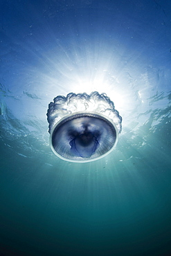 Jellyfish in Neiafu Harbour, Vava'u Tonga in the South Pacific. shot with a fisheye lens