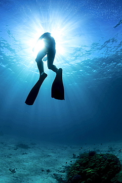 freediver above coral reef, sunburst behind, Vava'u Tonga, South Pacific