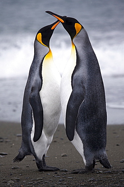 King Penguins on the beach head to head, South Georgia