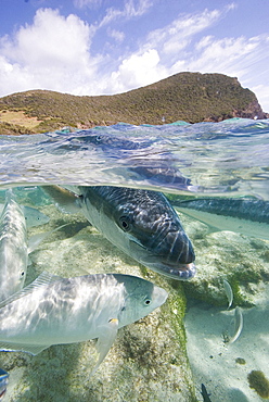 Kingfish coming into the shallows at Neds Beach Lord Howe Island Australia