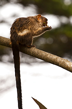 black tailed marmoset Mico melanura. captive adult eating.La Vallee Des singes, Poitou - Charentes France. More info: status, least concern.