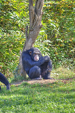 Captive adult Chimpanzees Pan troglodytes verus in La Vallee Des Singes, Poitou - Charentes France. More info: Status, endangered. This rare sub species of chimp came from a breeding centre in Holland.  They were originally rescued from a laboratory when the Netherlands at last made it illegal to experiment on primates.