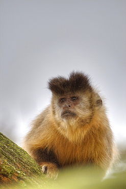 Captive Tufted Capuchin Cebus apella in La Vallee Des Singes, Poitou - Charentes France. More info: Status, least concern. 