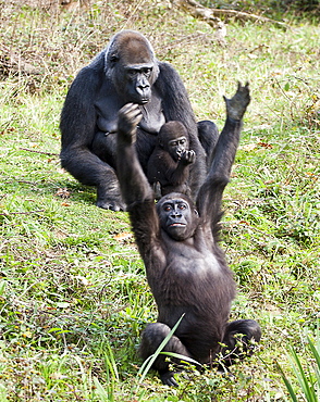 Captive Western gorilla, gorilla gorilla. Female and baby and adolescent in La Vallee Des singes, Poitou - Charentes France. More info: Status, critically endangered due to loss of habitat, hunting and infectious disease.