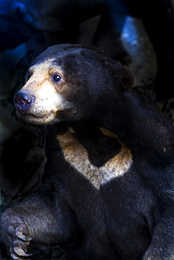 Malayan Sun Bear (Aelarctos malayanus), vulnerable, rapidly declining, down 30 percent due to deforestation, hunting and use in traditional Chinese medicine, France, Europe