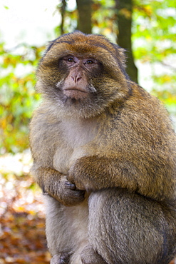 Captive adult Barbery Macaque Macaca sylvanus. in La Vallee Des singes, Poitou - Charentes France. More info: Status, Endangered. Once common but being exterminated by farmers and loss of habitat