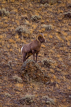 Big Horn Ram Standing On Hillside ,Ovis canadensis; Big Horn Ram; Big Horn Sheep