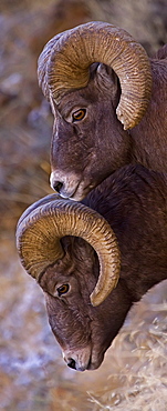 Big Horn Rams, Ovis canadensis; Big Horn Ram; Big Horn Sheep