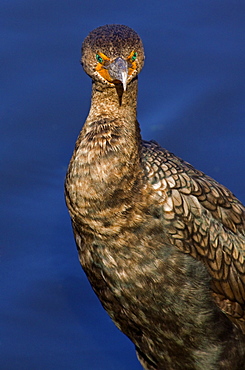 Cormorant Portrait, Phalacrocorax carbo, Cormorant, Cormorant Portrait, Everglades, Florida