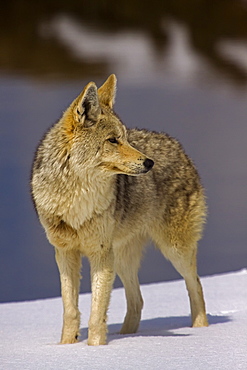 Coyote On Snow, Canis latrans; Coyote; Coyote on snow; Yellowstone National Park; Winter; Wyoming