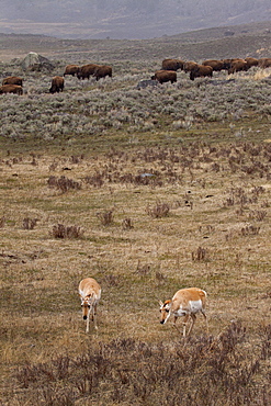 Antelope With Buffalo, Antilocapra americana; Pronhorn; Antelope; Bos bison; American Buffalo; Bison; Yellowstone National Park; Wyoming; Winter