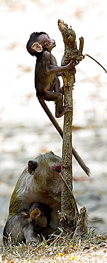 Monkey On A Stick, Macaca mulatta, Rhesus Monkey, Seam Reap, Cambodia