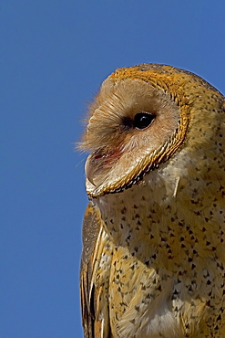 Barn Owl Portrait, Tyto alba; Barn Owl; Barn Owl Portrait