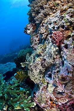 Crocodilefish (Cymbacephalus beauforti) Adult fish camouflaged on a coral reef.  Komodo, Indonesia, Pacific Ocean.