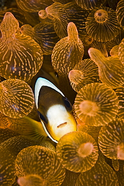 Clark's anemonefish (Amphiprion clarkii) in host anemone (Entacmaea quadricolor).  Komodo, Indonesia, Pacific Ocean.