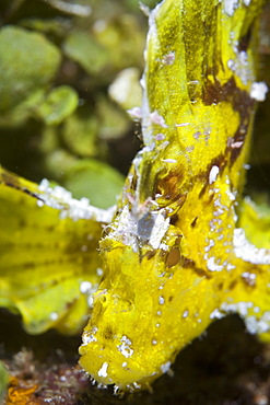 Yellow Leaf scorpionfish (Taenianotus triacanthus).  Lembeh Strait, north Sulawesi, Indonesia, Pacific Ocean.