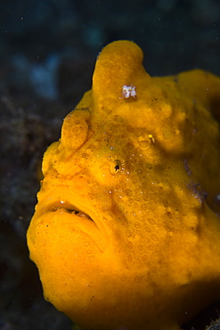 Giant frogfish, Antennarius commersoni.  This large species is not only highly variable in color, matching its surroundings, but is also widespread through the Pacific and Indian oceans.  Lembeh Strait, North Sulawesi, Indonesia, Pacific Ocean.