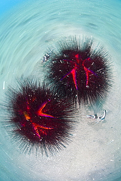 Radiant sea urchins, Astropyga radiata.  This species' venom-tipped spines can inflict painful wounds.  Lembeh Strait, North Sulawesi, Indonesia, Pacific Ocean.