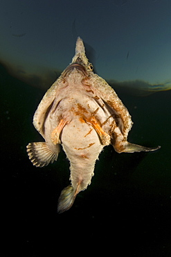 Shortnose Batfish, Belize