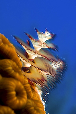 Christmas tree worm, Belize