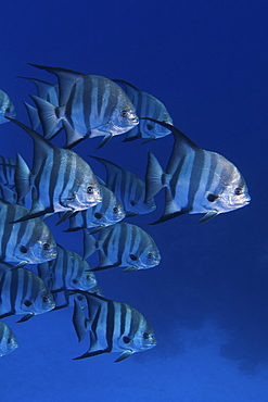 shoal of Spadefish, Bahamas